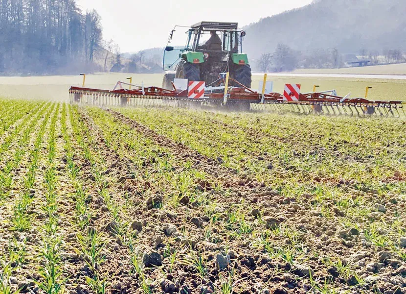 Waldspaziergang