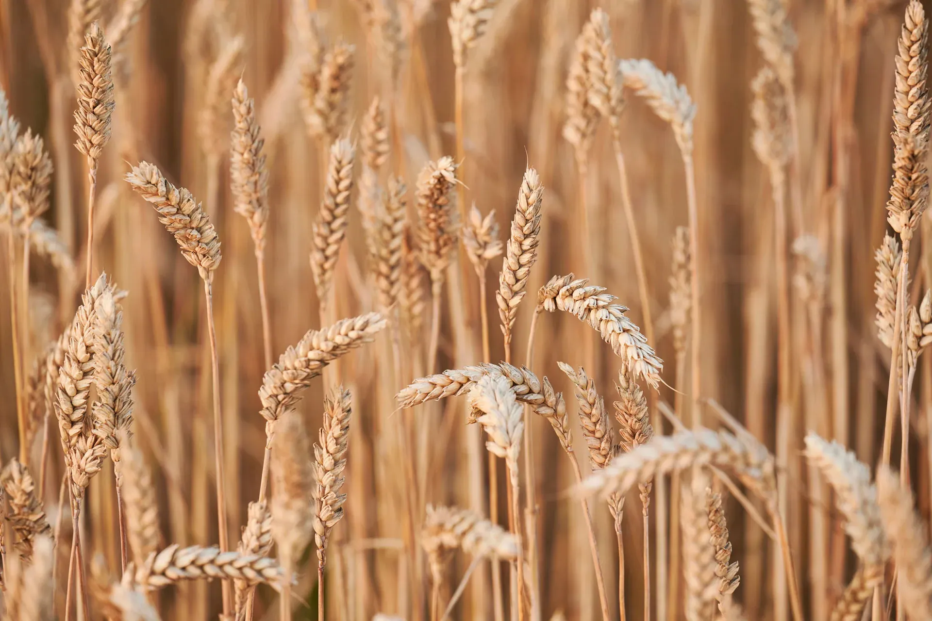 Maurerkorn-Ähren auf dem Feld, kurz vor der Ernte
